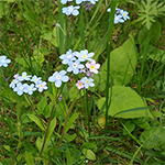 forget-me-not