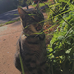 mulit color cat eating grass