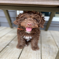 my dog named reece