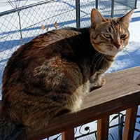 small pic of kit-cat linked to big pic
