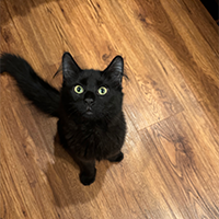 small black cat picture link for big picture