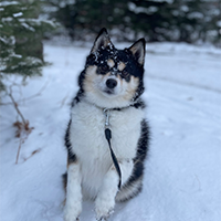 small dog picture with link to big picture