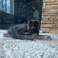 small grey cat picture with link to big picture
